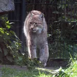 Eurasian Lynx