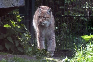 Turkestaanse Lynx