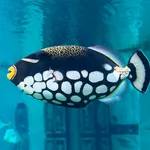 Clown Triggerfish