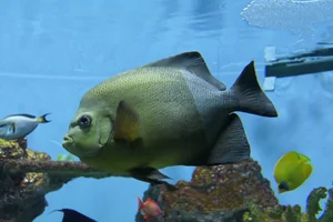 Old Woman Angelfish