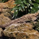 Tuatara