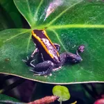 Golfodulcean Poison Frog