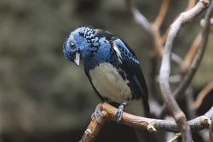 Turkooistangare