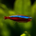 Cardinal Tetra