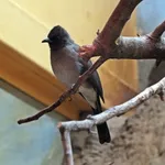 Common Bulbul