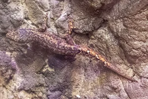 Robust Dwarf Gecko