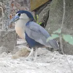 Boat-billed Heron
