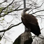 Griffon Vulture