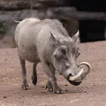 Common Warthog