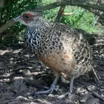 Cheer Pheasant