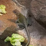 Collared Lizard