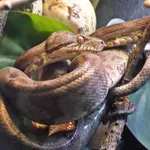 Garden Tree Boa