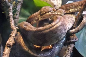 Tuinboa