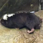 Damara Mole Rat