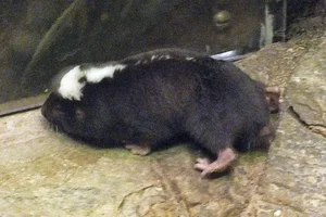 Cryptomys damarensis