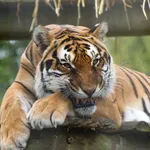Bengal Tiger
