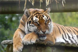 Bengaalse Tijger