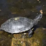 Franco-Italian Pond Turtle