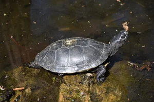 Europese moerasschildpad