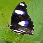Hypolimnas bolina (Linnaeus, 1758)