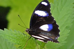 Hypolimnas bolina