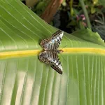 Parthenos sylvia lilacinus