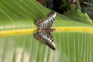Parthenos sylvia lilacinus