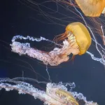 sea nettle