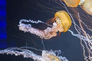 sea nettle