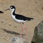 Black-necked Stilt