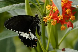 Philippine Mormon