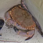 Edible Crab