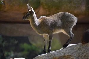 Klipspringer