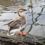 Swan Goose
