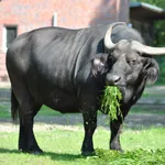 African Buffalo