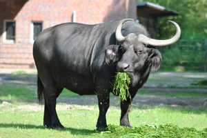 Kafferbuffel