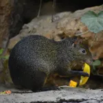 Azara s Agouti