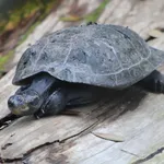 Yellow-spotted River Turtle