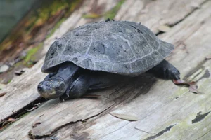 Zwarte Moerasschildpad