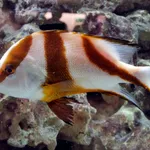 Red Emperor Snapper