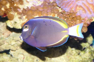 Golden Rim Surgeonfish