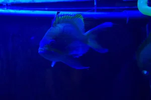 Odontanthias unimaculatus