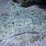 Angler