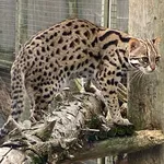 leopard cat