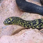 Keeled Rat Snake