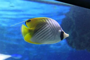 Fähnchen-Falterfisch