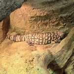 Reticulate Gila Monster