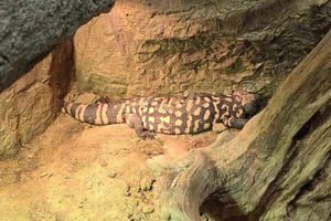 Gila monster