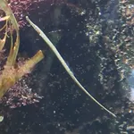 Broadnosed Pipefish