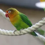 Fischer's Lovebird